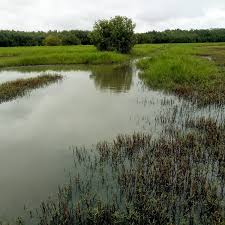 Les Actions de Protection et Gestion Durable des Mangroves au Bénin